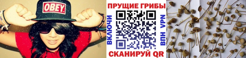 Галлюциногенные грибы мухоморы  сколько стоит  Старица 